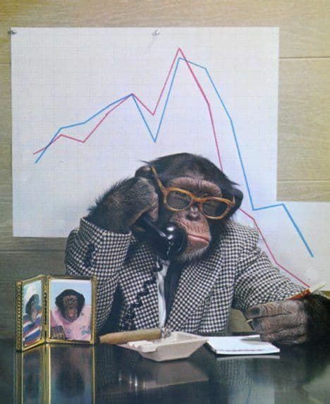 Primate investigation